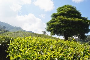 Tebusker på en teplantasje
