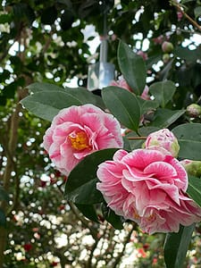 Blomster på en camelliabusk