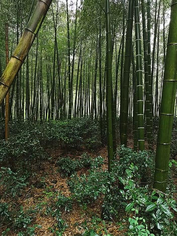 Frøplanter i bambusskog