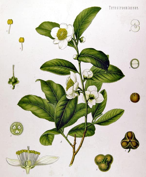 Botanisk tegning av teplante