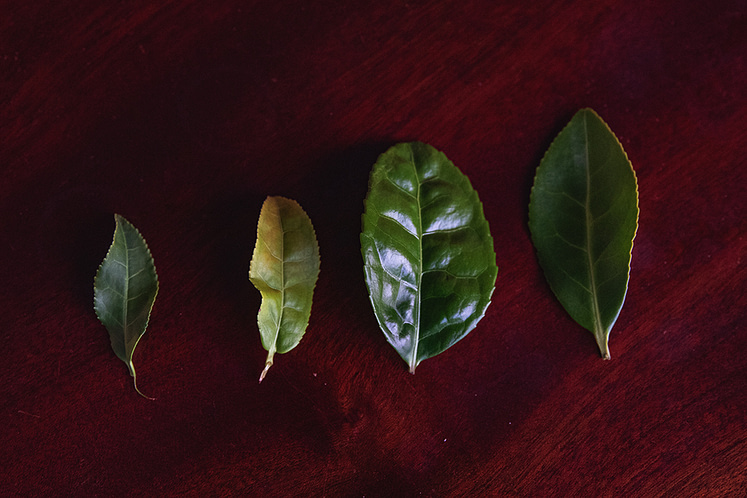 Blader fra ulike kultivarer